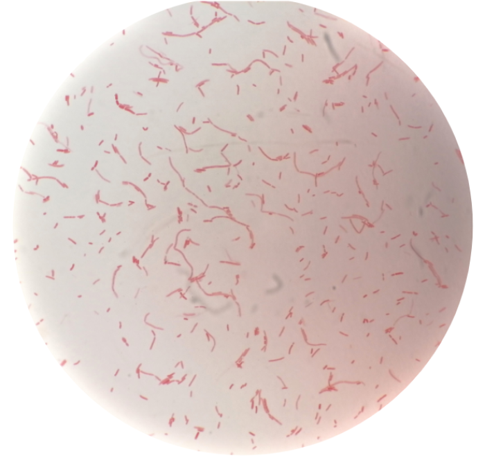Anaerobic Culture Equipment in Microbiome Research